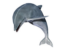 海豚高清图片