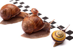 蜗牛比赛高清图片