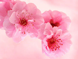 粉粉桃花高清图片素材