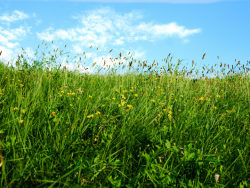 蓝天白云草从草地高清图片-8