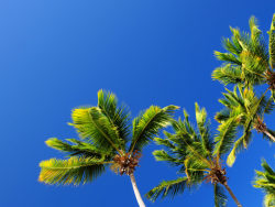 蓝天和椰子树高清图片