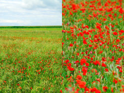 一望无际的红花绿草高清图片2张