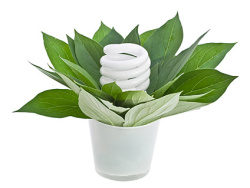 绿色植物与节能灯图片素材