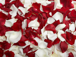 红玫瑰与白玫瑰花瓣图片素材