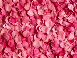 粉红色玫瑰花瓣背景图片素材
