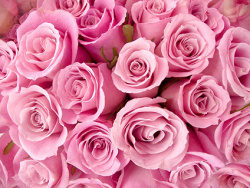 粉红色玫瑰花背景图片素材