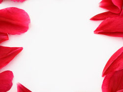 红色玫瑰花瓣花边图片素材