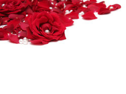 红色玫瑰花瓣珍珠图片素材