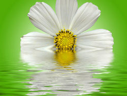 水中的白色雏菊图片素材