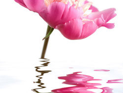 水中的粉红色花朵图片素材