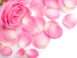 粉红色玫瑰花瓣图片素材
