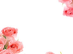 粉红色玫瑰花束图片素材