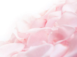 柔和的粉红玫瑰花花瓣图片素材