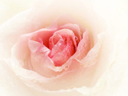 粉红色玫瑰花特写图片素材