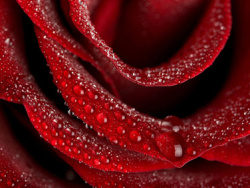 大红色玫瑰花特写图片素材-2