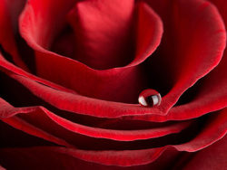 大红色玫瑰花特写图片素材-4