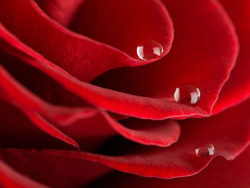 大红色玫瑰花特写图片素材-5
