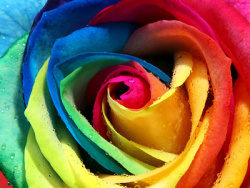 彩色的玫瑰花特写图片素材
