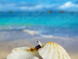 沙滩上的珍珠贝壳图片素材
