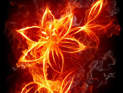 燃烧的火焰花朵图片素材-4