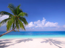 海边沙滩椰子树图片素材