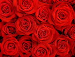 红色玫瑰花背景图片素材
