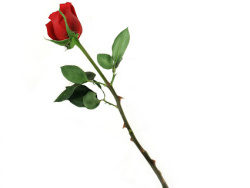 一支红色玫瑰花图片素材