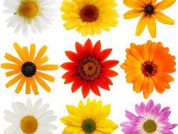 五颜六色的雏菊图片素材
