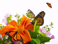 蝴蝶与百合花图片素材