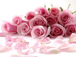 一束粉红色玫瑰花图片素材