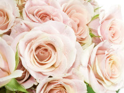 一束粉色玫瑰花图片素材