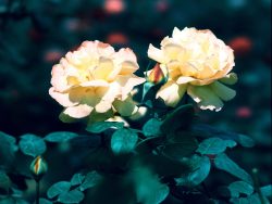双朵黄玫瑰素材