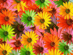 五颜六色的花朵背景高清图片