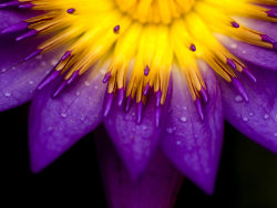 紫色的花朵特写高清图片
