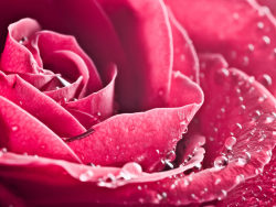 带有水珠的玫瑰花特写高清图片