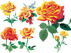 水彩风格玫瑰花高清图片—黄玫瑰（6P）