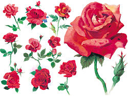 水彩风格玫瑰花高清图片—红玫瑰（10P）