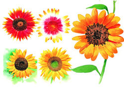 6朵水彩风格向日葵高清图片