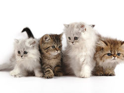 4只可爱的小猫图片素材