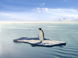 孤独的企鹅图片素材