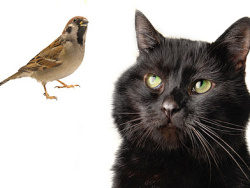 黑猫与小鸟图片素材