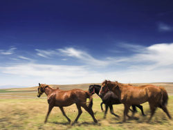 草原上的马匹图片素材