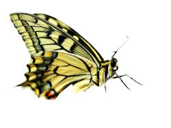 蝴蝶图片素材-2