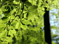 绿色生机树叶图片素材