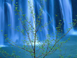 瀑布树叶高清图片