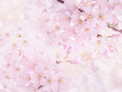 粉色樱花高清图片