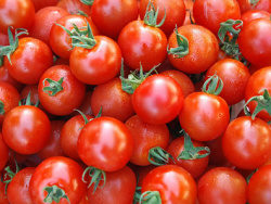 西红柿背景图片素材