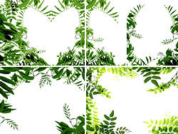5款植物边框高清图片