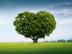 宽屏的心树—心形的大树