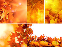 5张秋天的树叶高清图片